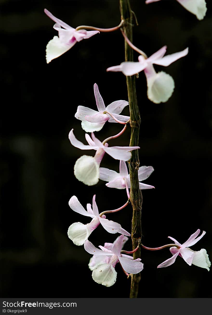 Photo of White Flowers