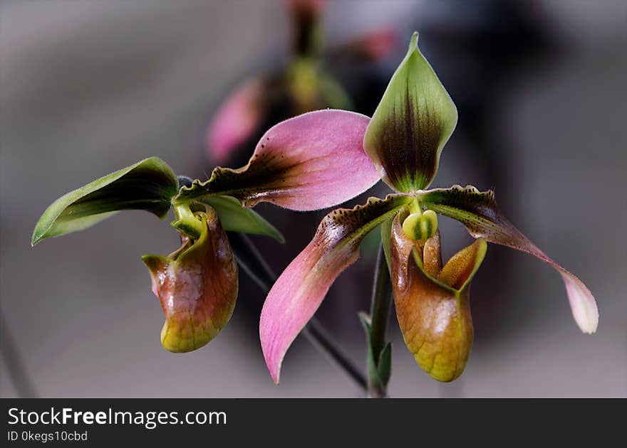 Brown, Pink, and Green Flowers