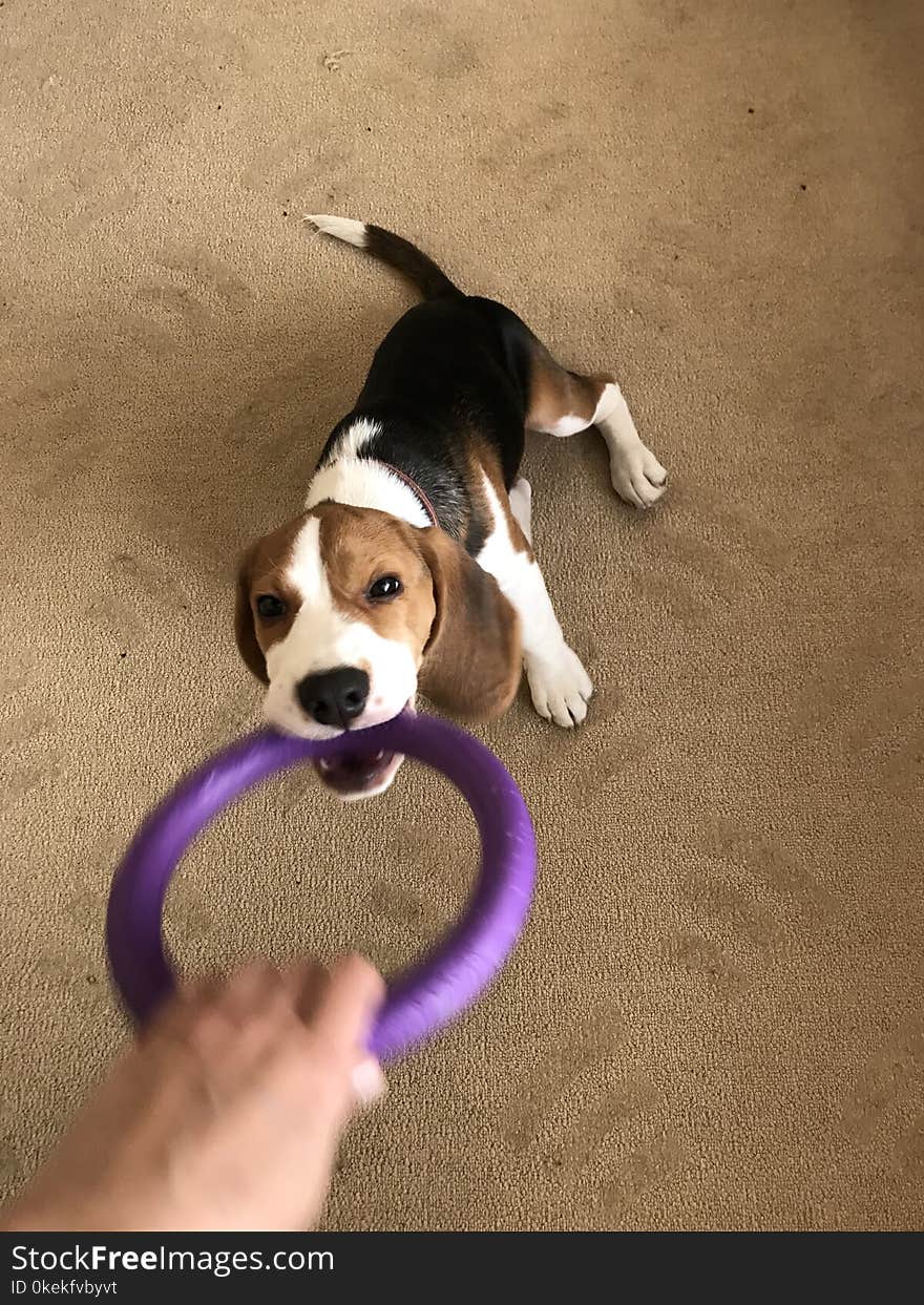 A little puppy with a pink toy keeping in. A little puppy with a pink toy keeping in