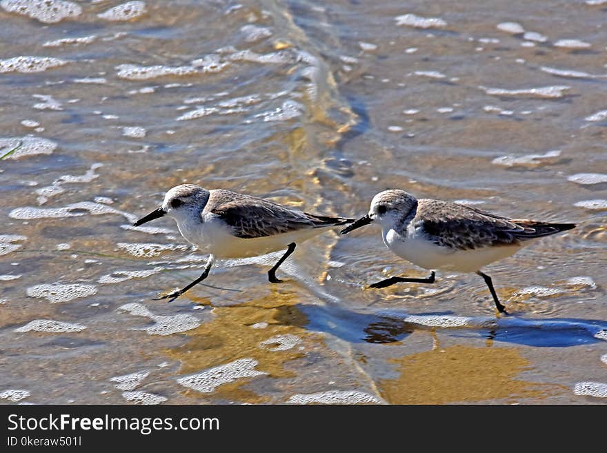 Two small birds on coast