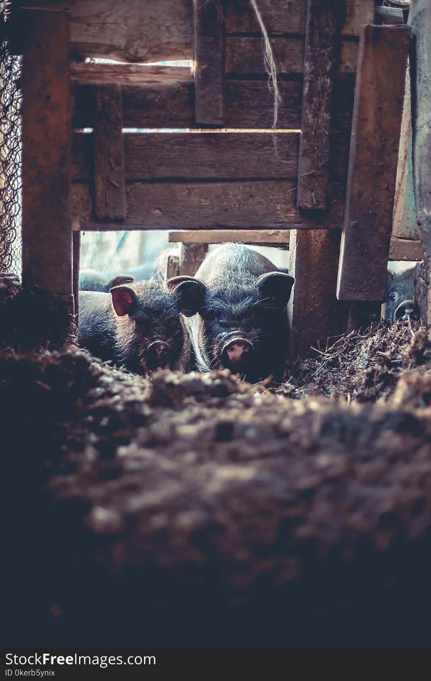 Small Vietnamese Pigs On The Farm.