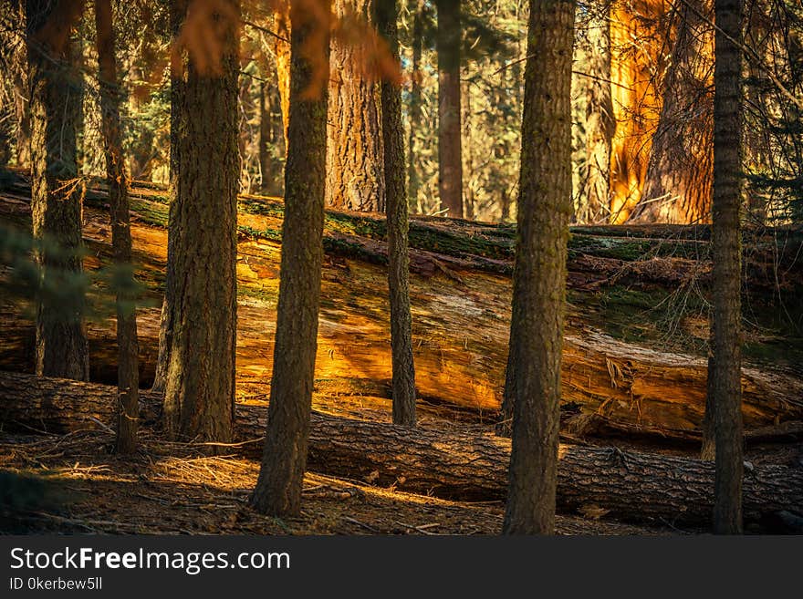 Fallen Sequoia Between Trees