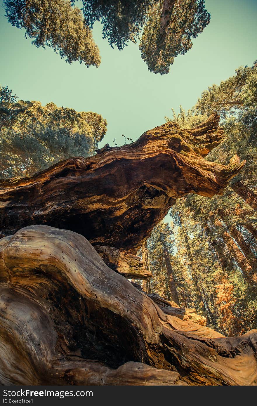 Giant Sequoia Ancient Forest in the Sierra Nevada Mountains, California United States of America. Vertical Photo.