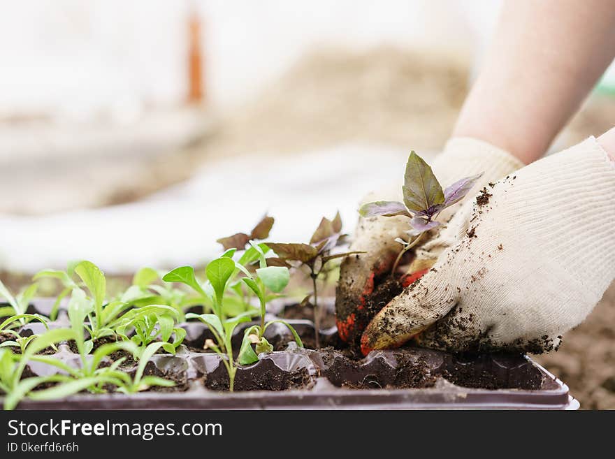 Hands holding beautiful purple basil plants with ground and roots. They are ready for planting in the ground in a greenhouse