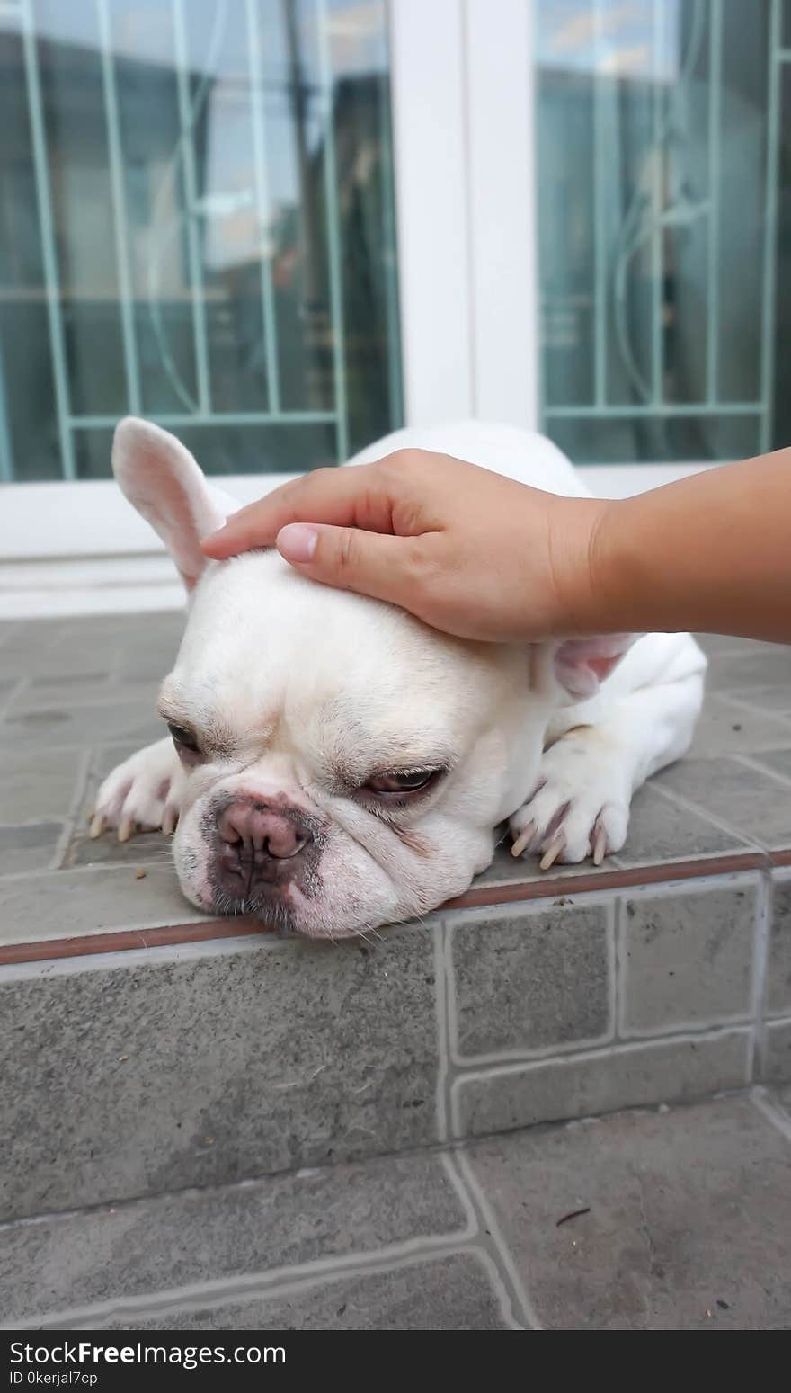 Tame French bulldog or touching a dog