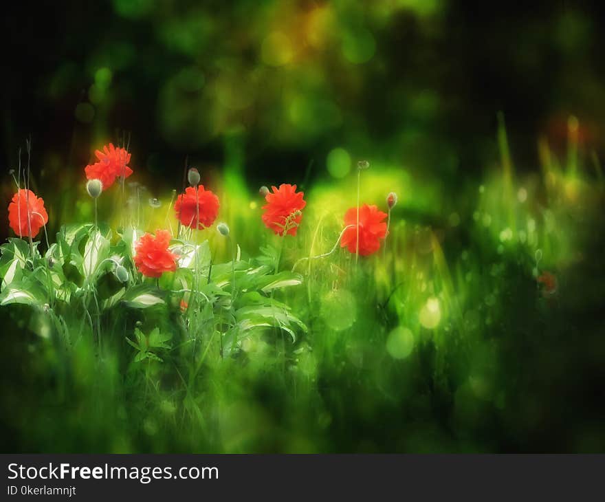 Red Poppies On The Dark Blur Green Background