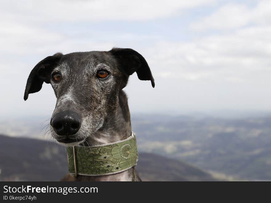 Profile of animal in mountain. Profile of animal in mountain