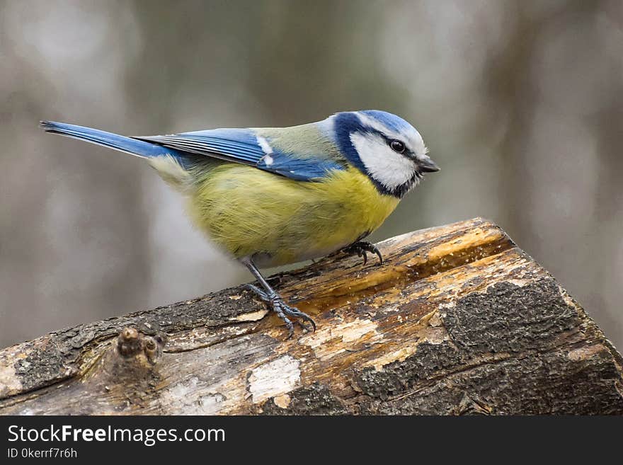 Blue tit, Cyanistes Caeruleus, stand on a trunk of tree. Blue tit, Cyanistes Caeruleus, stand on a trunk of tree