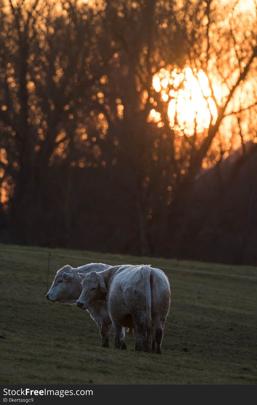 Evening Sunset With Cattle In A Pasture