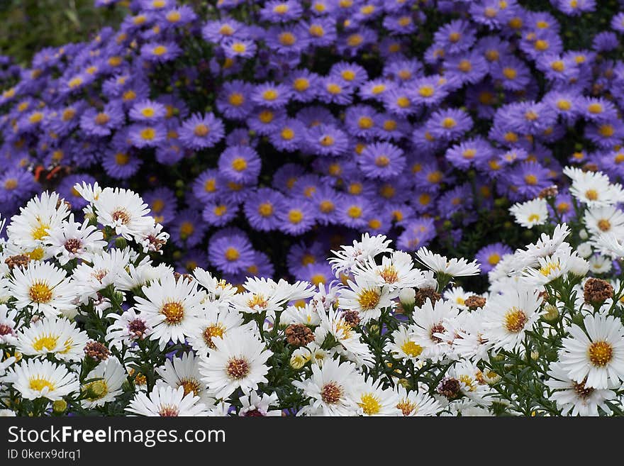 Blue and white flowers in the english garden in munich. Blue and white flowers in the english garden in munich