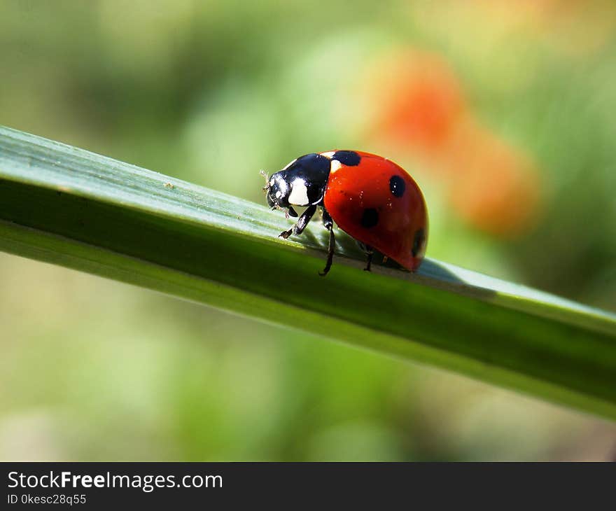 Ladybug On Grass