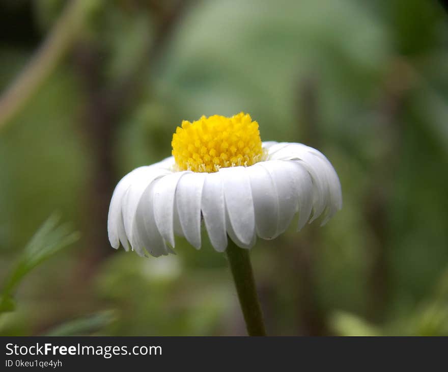 Wild spring flower in the meadow