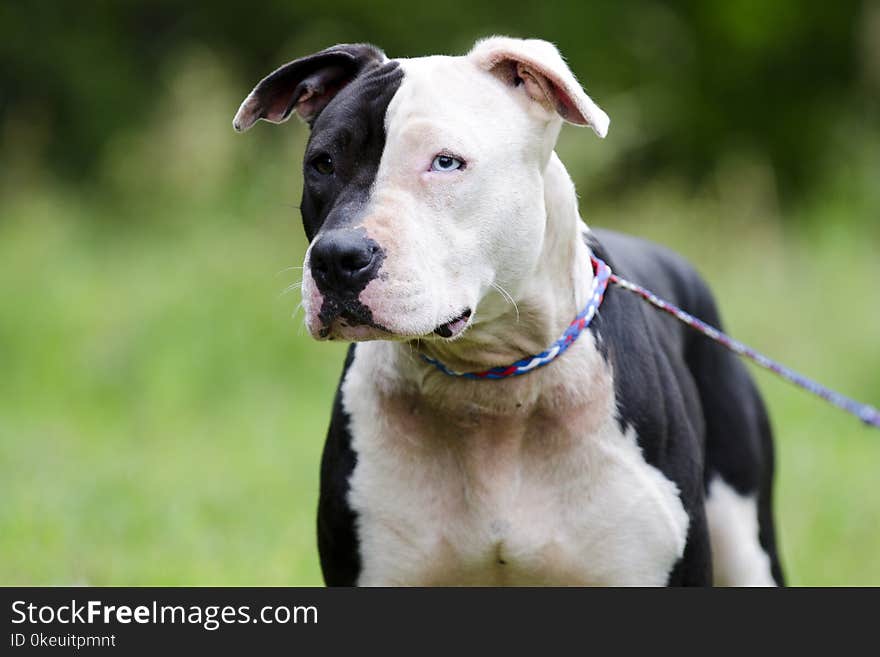 Female American Pit Bull Terrier dog, face half white and black, one blue eye. On leash outdoors in meadow. Pet adoption photograph for Walton County Animal Control humane society shelter in Monroe, Georgia, USA. All stock sales support animal shelter adoption rescue photography. Female American Pit Bull Terrier dog, face half white and black, one blue eye. On leash outdoors in meadow. Pet adoption photograph for Walton County Animal Control humane society shelter in Monroe, Georgia, USA. All stock sales support animal shelter adoption rescue photography.