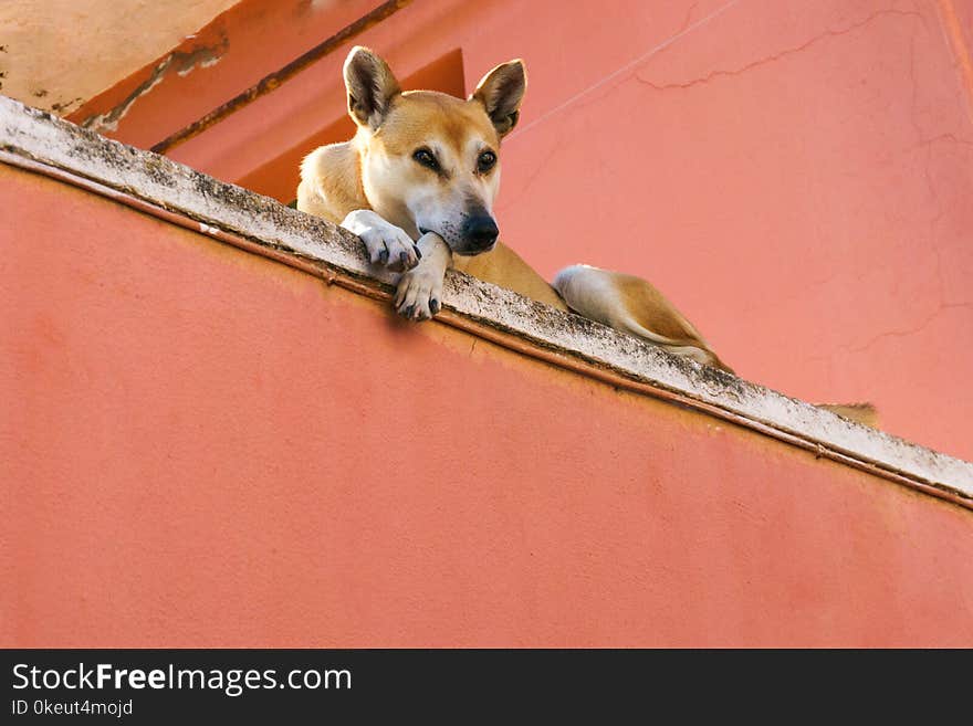 Blonde dog lying on the floor of his owner village house. Blonde dog lying on the floor of his owner village house