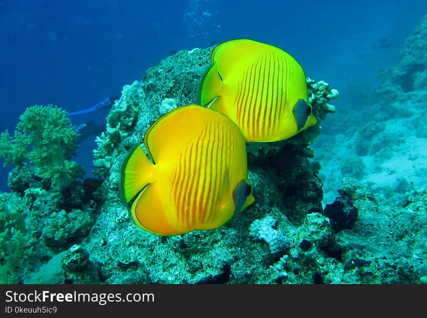 Beautiful and diverse coral reef with fishes of the red sea in Egypt, shooting under water