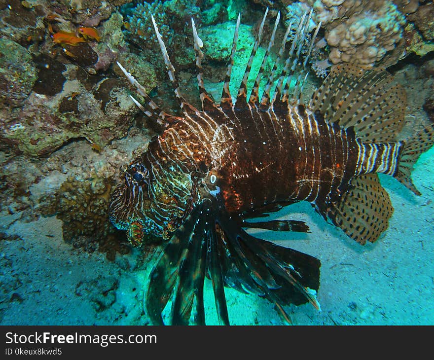 Beautiful and diverse coral reef with fishes of the red sea in Egypt, shooting under water