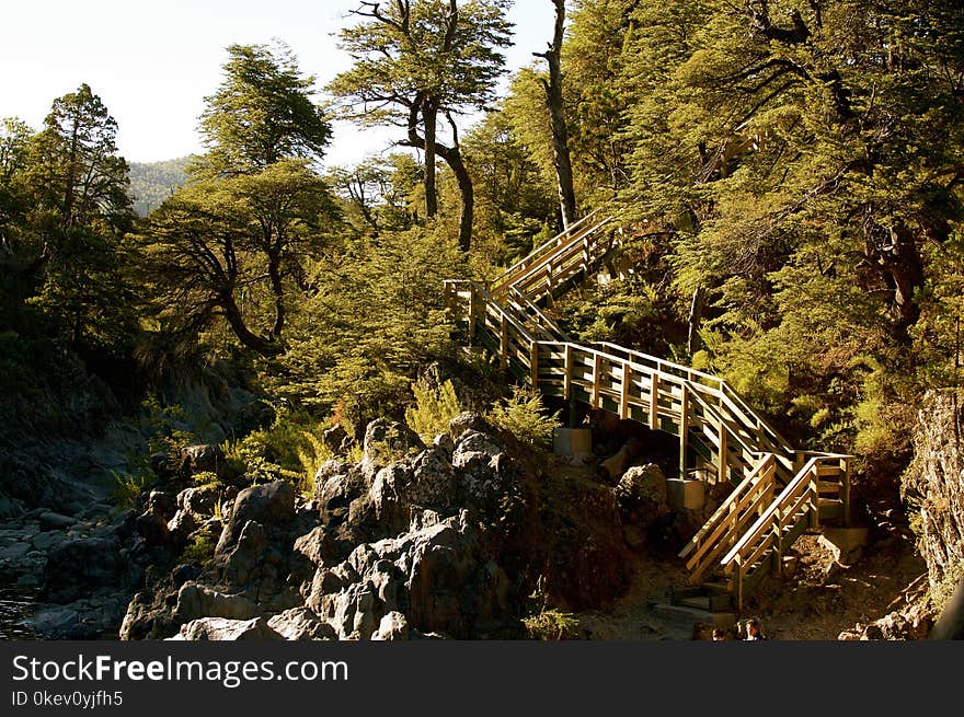 This photograph was taken in Radal Siete Taza National Park, Chile. Summer of 2018. This photograph was taken in Radal Siete Taza National Park, Chile. Summer of 2018.