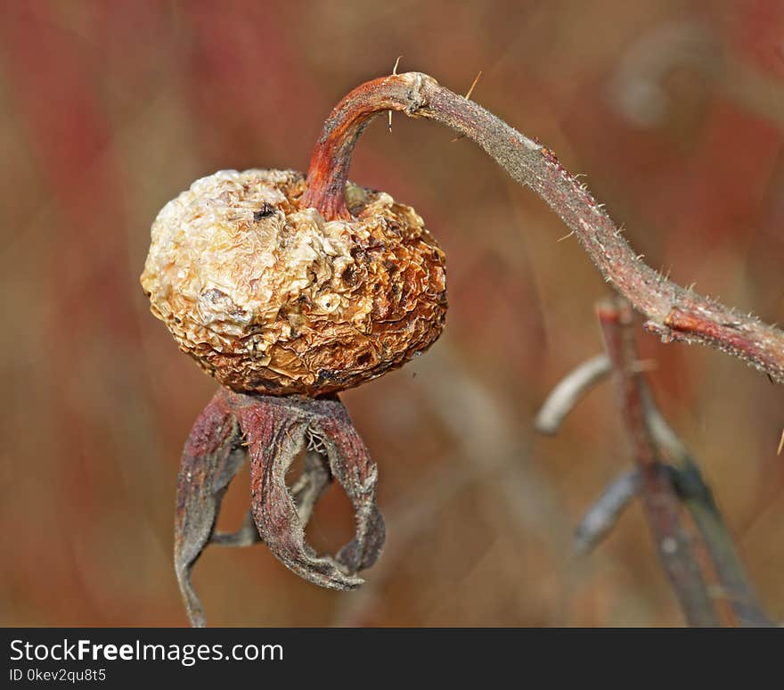 Old rose hip from last year.Old rose hip from last year.The berry is dry and has a wrinkled appearance.