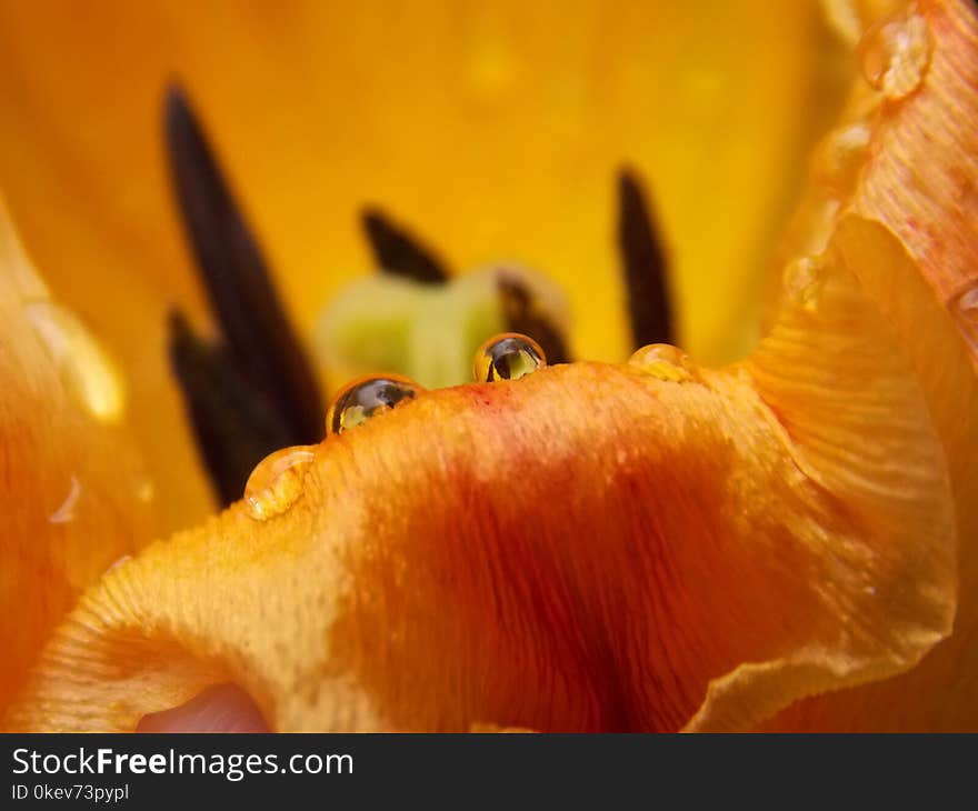 Raindrops On The Petals Of A Tulips