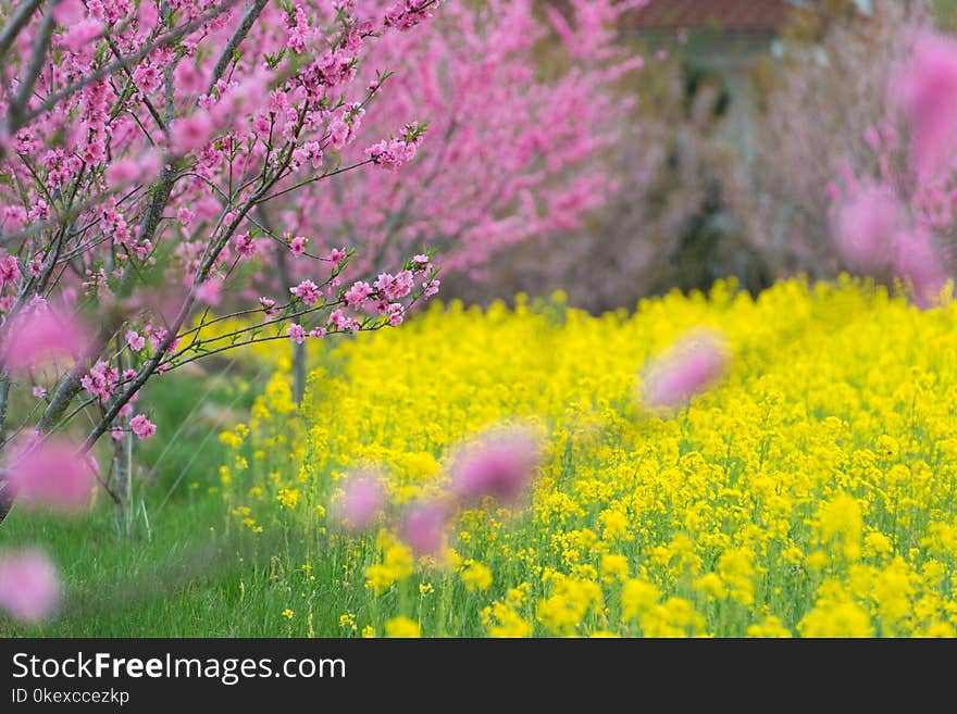 Yellower canola flower field,full blooming.