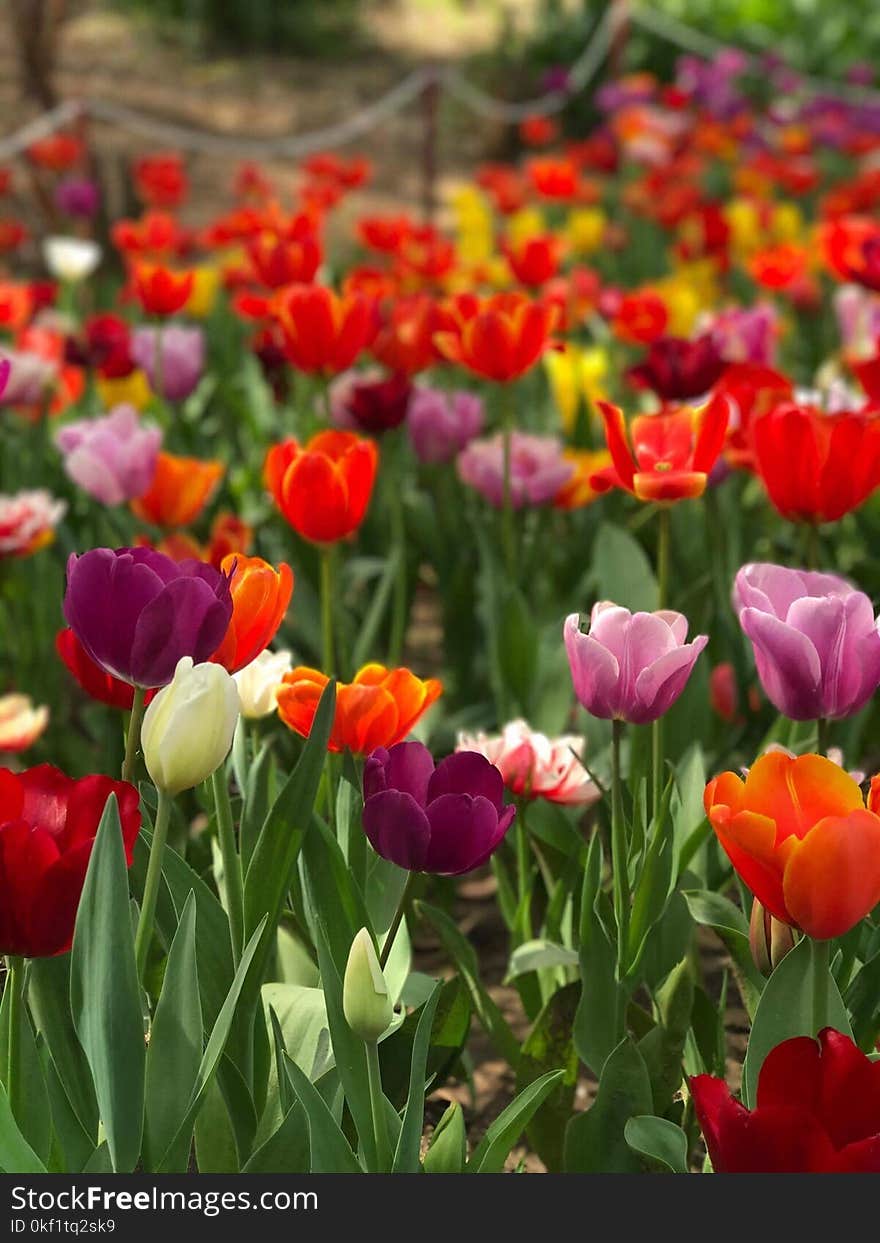 Closeup Photo of Assorted-colored Bed of Flowers