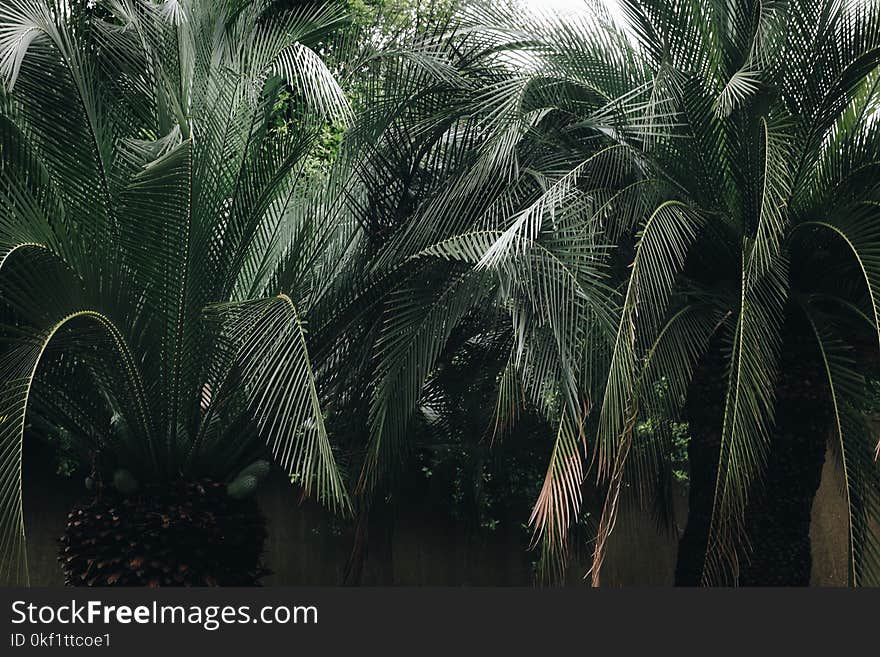 Green Leaf Palm Tree