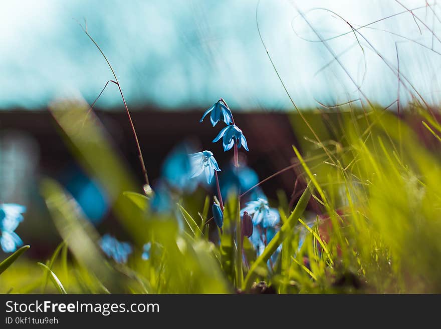 Selective Focus Photography of Blue Petaled Flowers