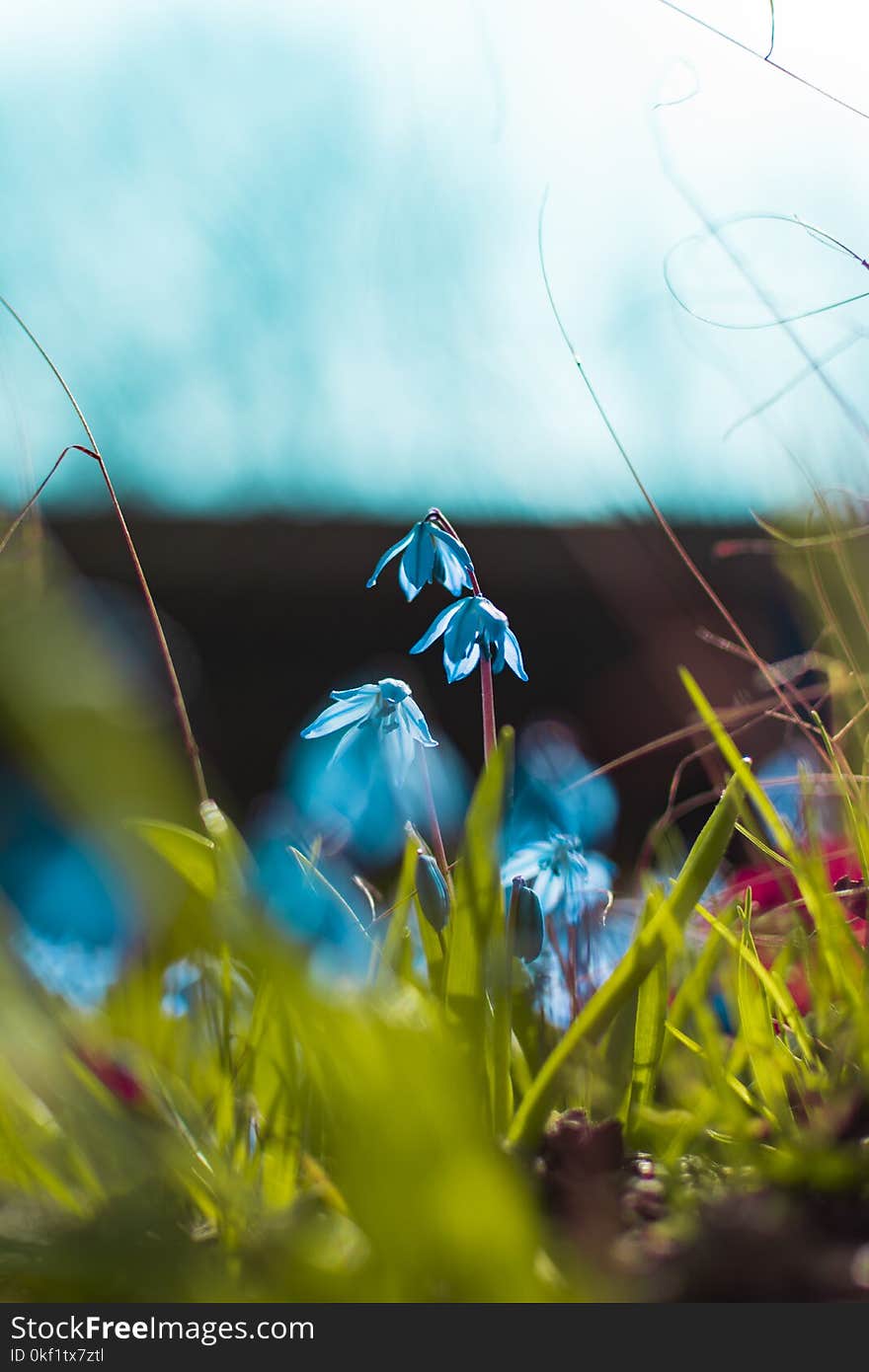 Close-up Photography of Blue Petaled Flowers