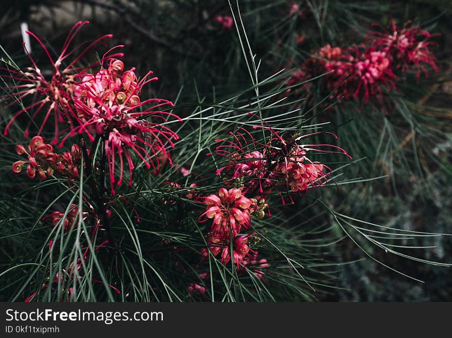 Close-up Photo of Red Flower