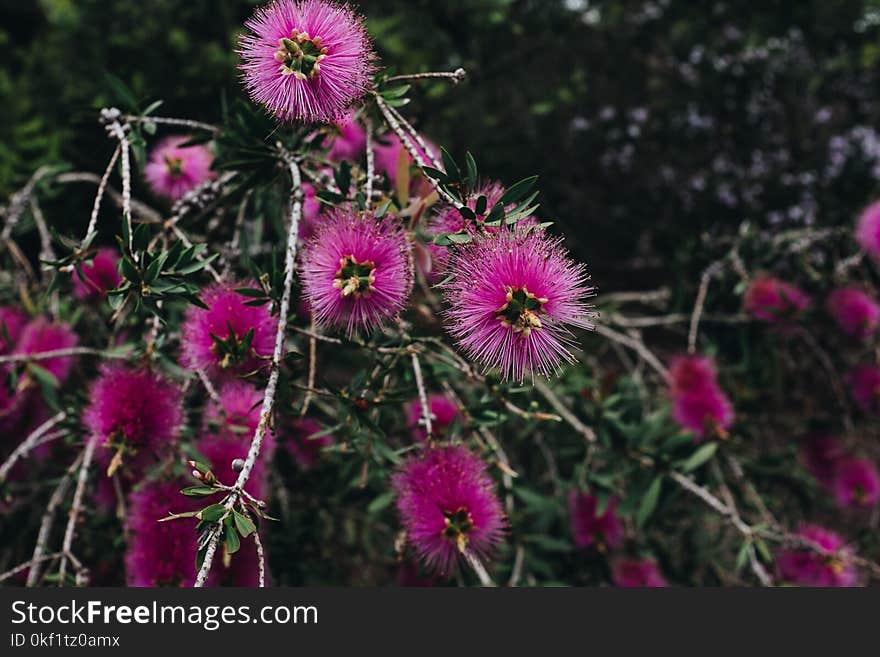 Close Shot of Pink Flowers