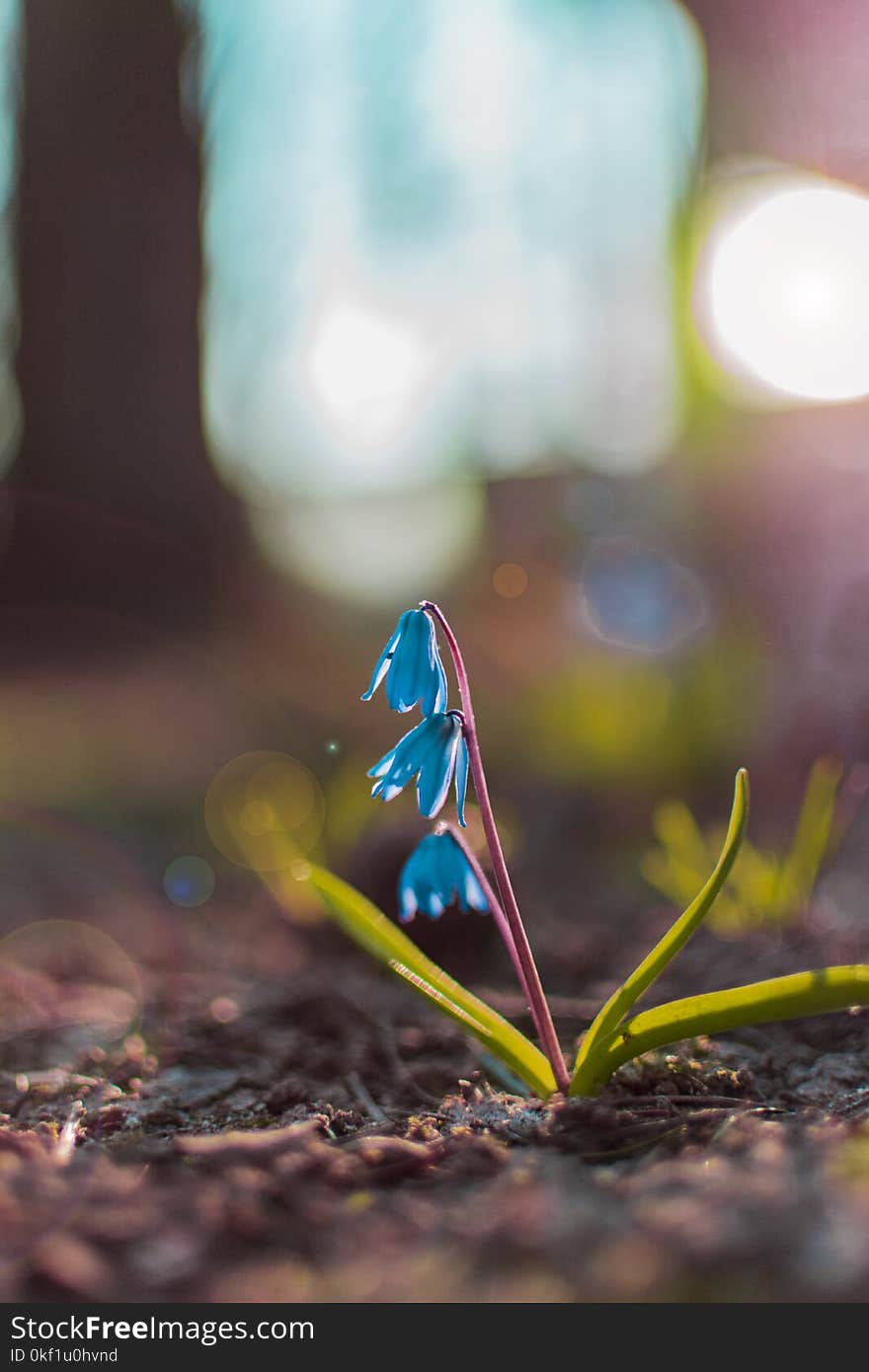 Close-up Photography of Blue Petaled Flowers