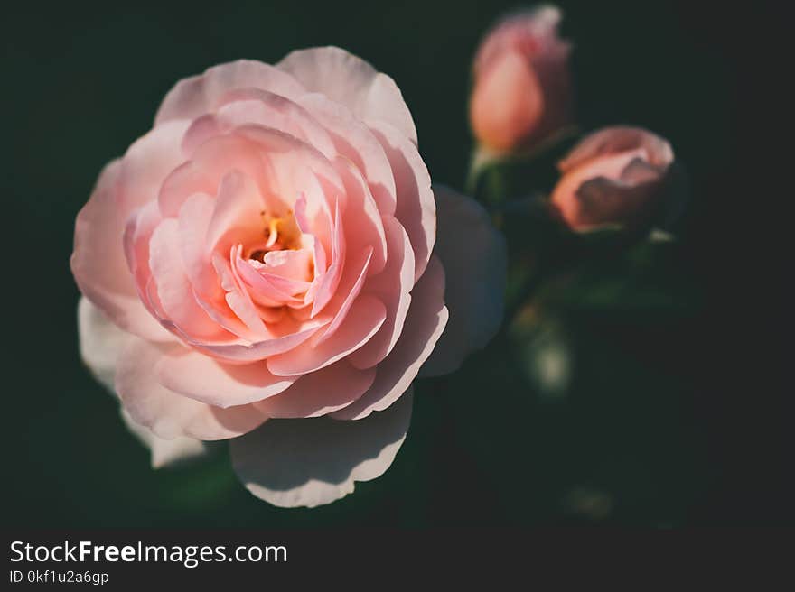 Pink Rose Closeup Photography