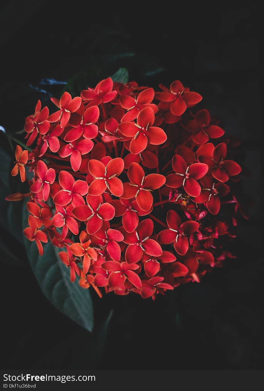 Red Cluster Flower