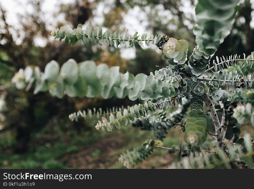 Green Leaf Plant Closeup Photography