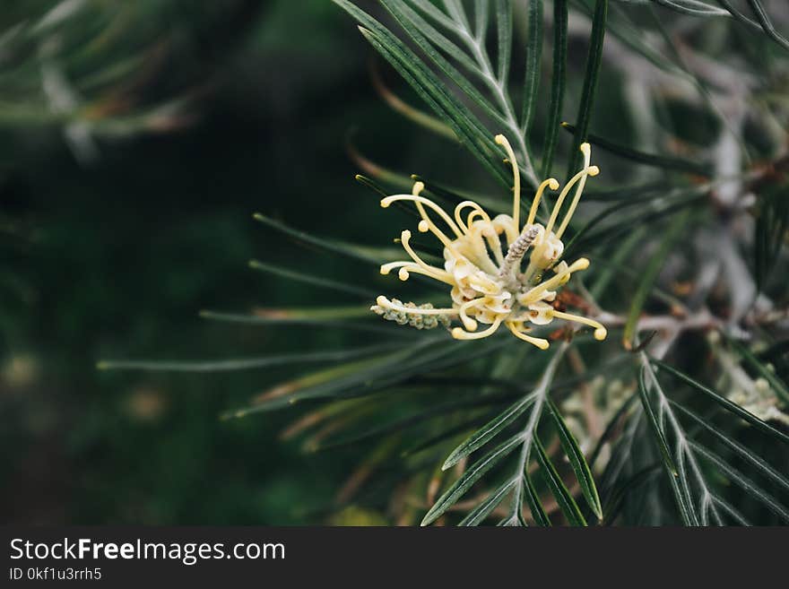 Yellow Petaled Flower in Close-up Photography