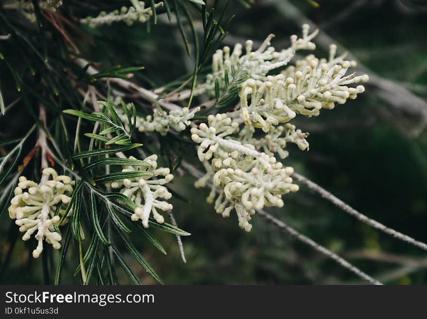 White Petaled Flower