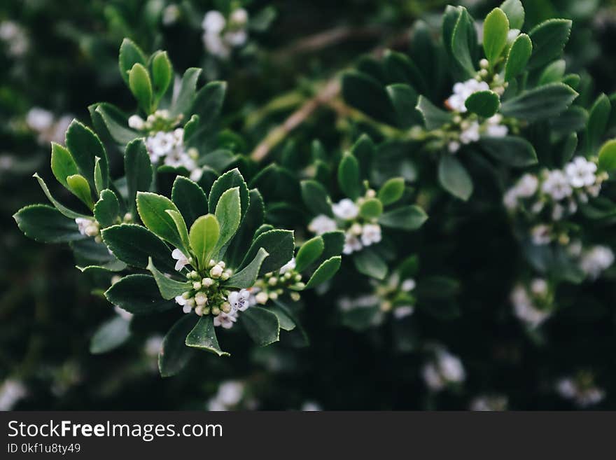 White Cluster Flower Plant