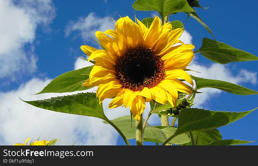 Photography of Common Sunflower