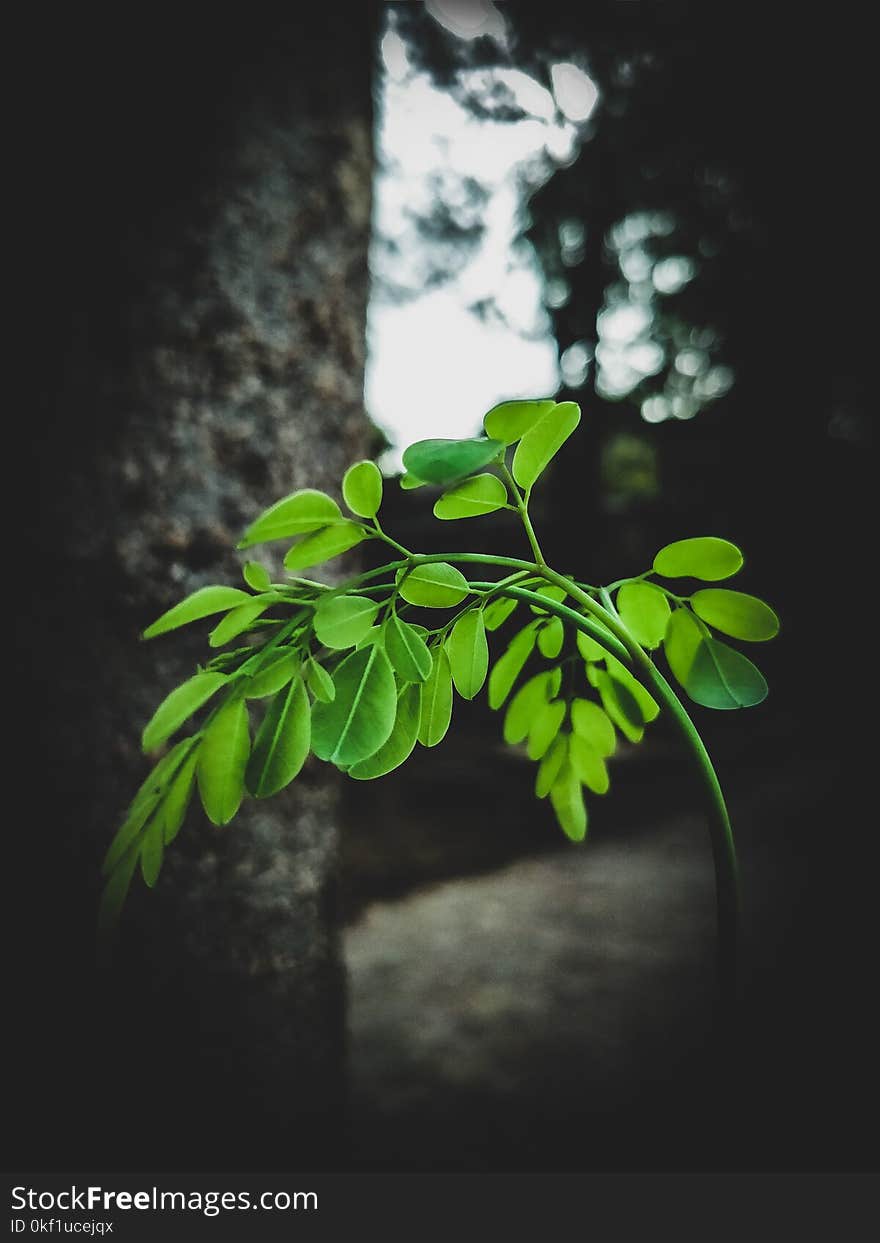 Green Leafed Plant