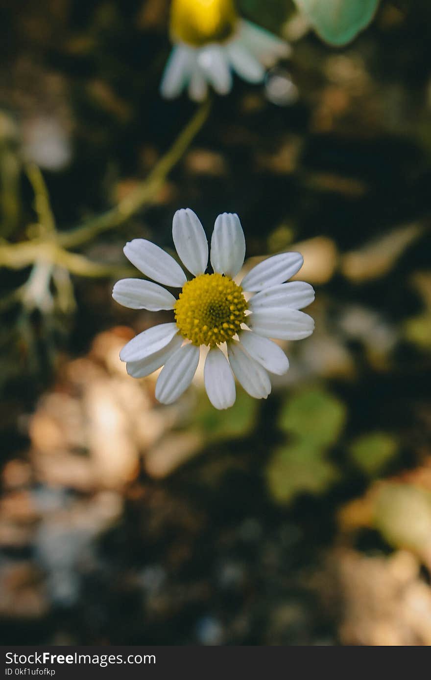 White Petaled Flowers