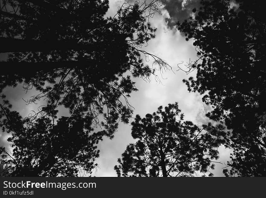 Grayscale Photography of Trees