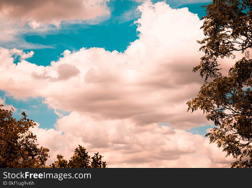 Green Tree Foliage With White Clouds Above It