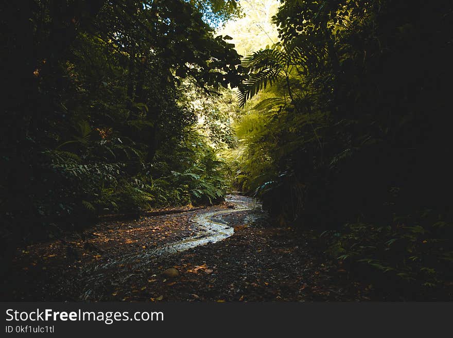 Scenic View of Forest