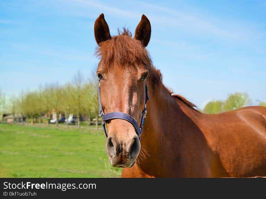 Close-Up Photography of Brown Horse