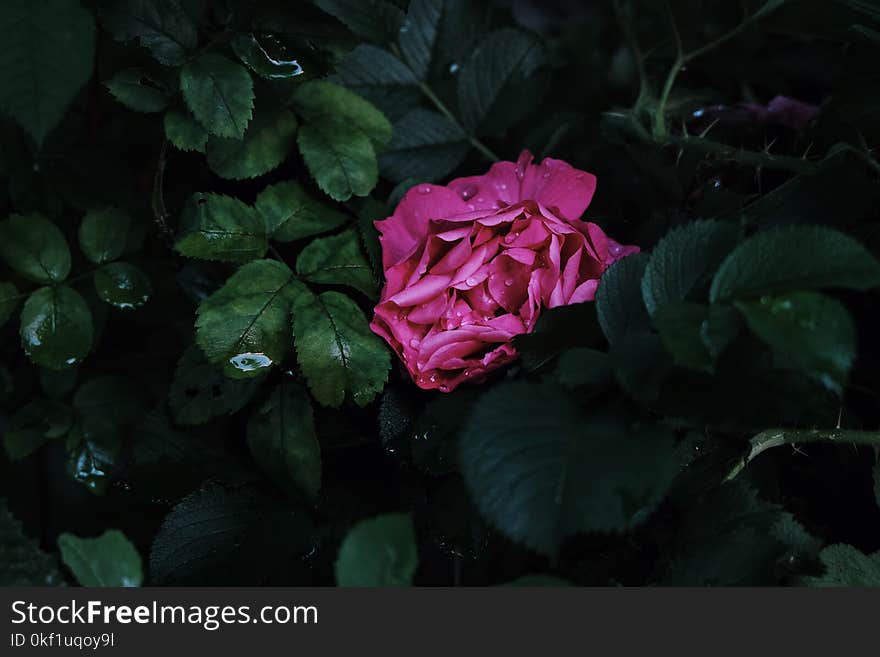 Close-Up Photography of Pink Flower Surrounded by Leaves