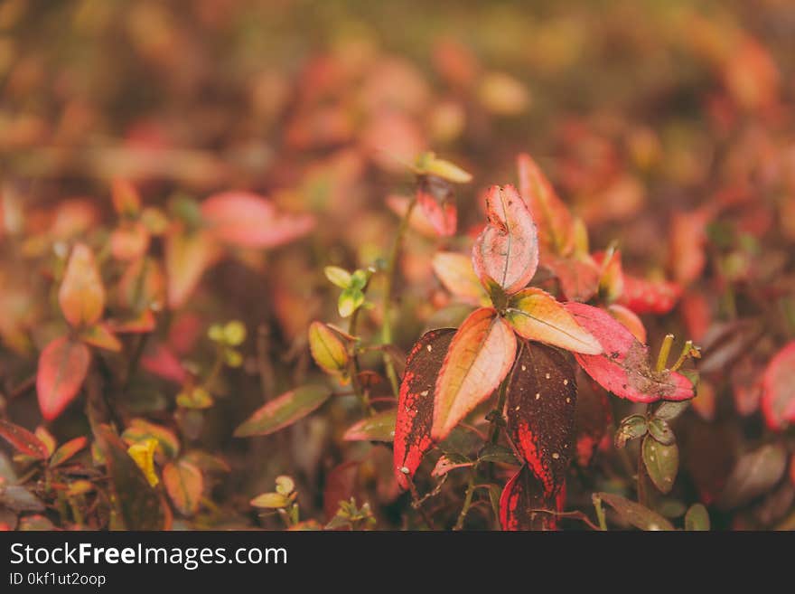 Selective Focus Photography of Leaves