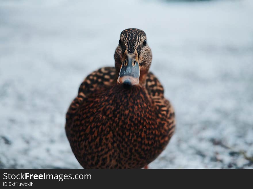 Close-Up Photography of a Duck