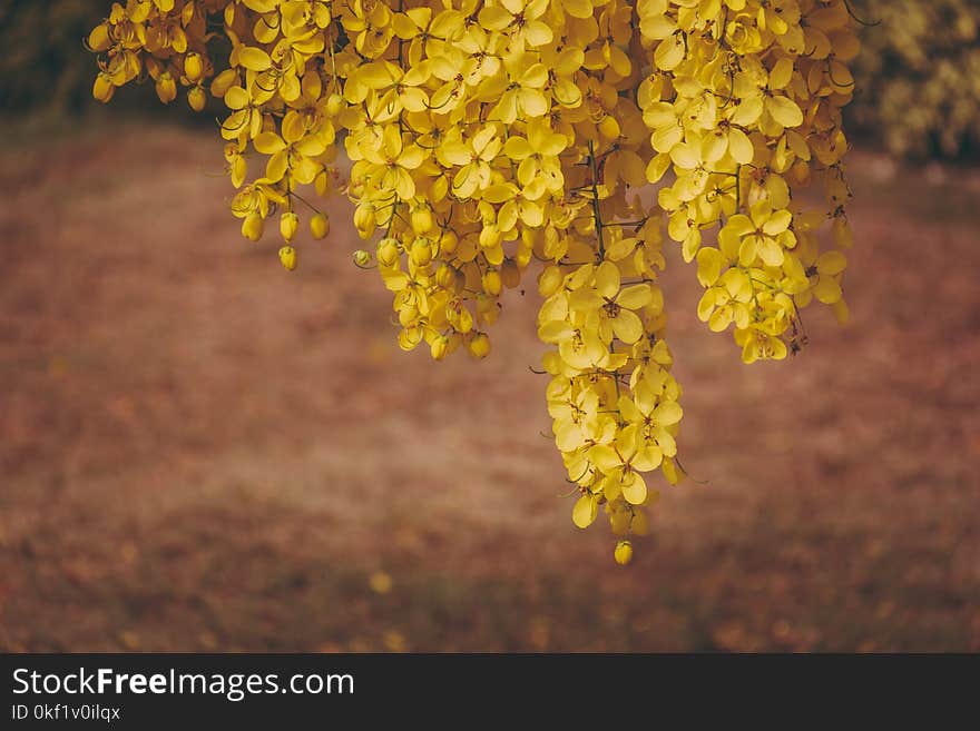 Close-Up Photography of Yellow Flowers