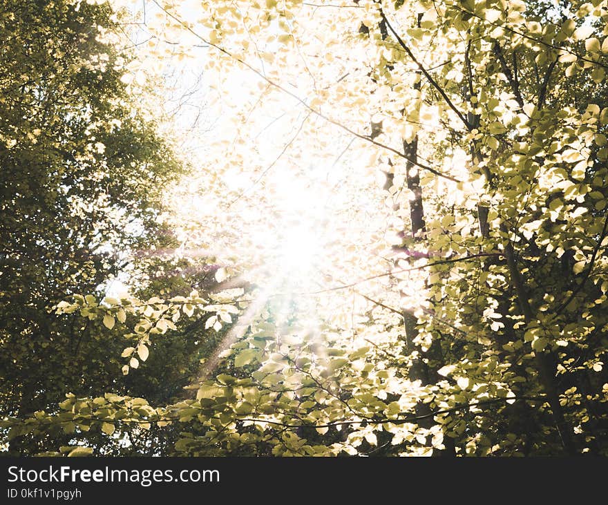 Photography of Sunrise on Trees