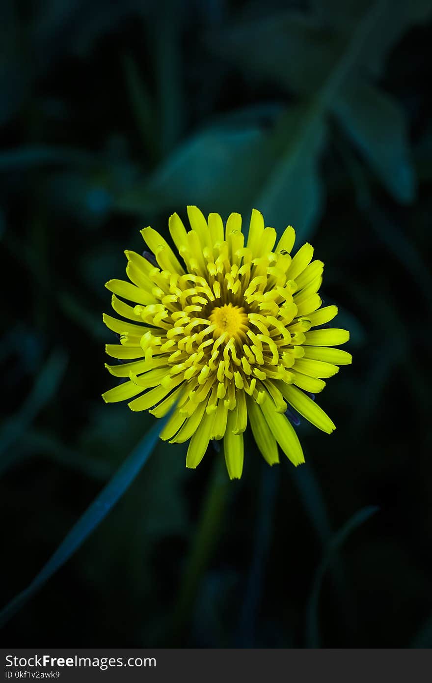 Yellow Petaled Flower Selective-focus Photography